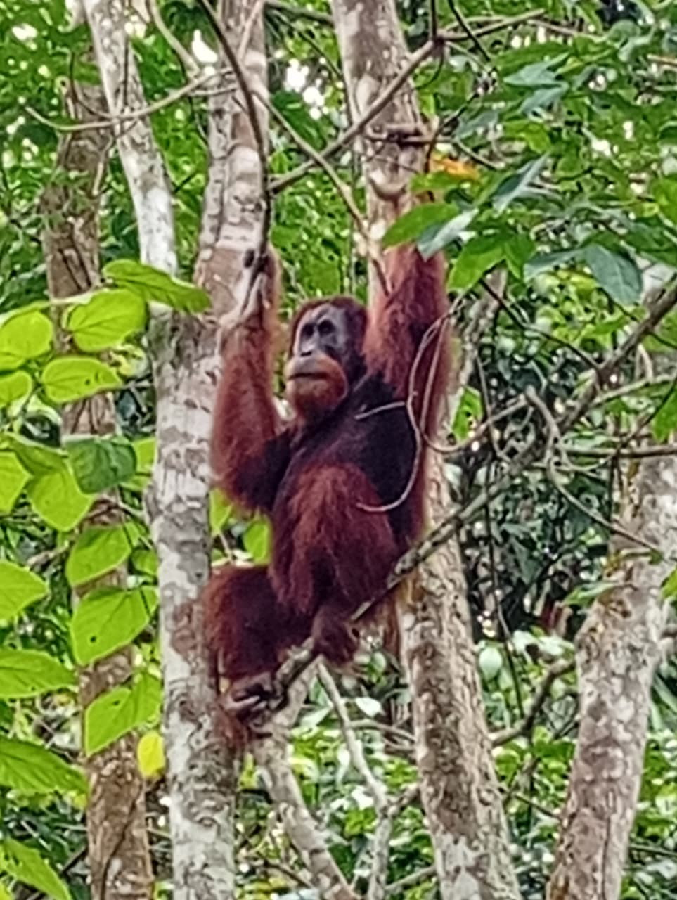 An orangutan in the rainforest trees at Bukit Lawang