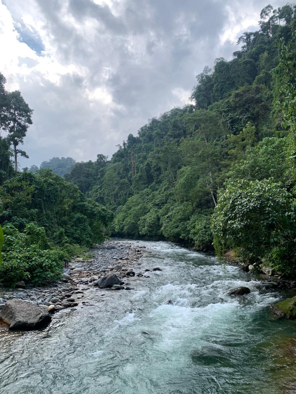 A river flowing through the Bukit Lawang rainforest