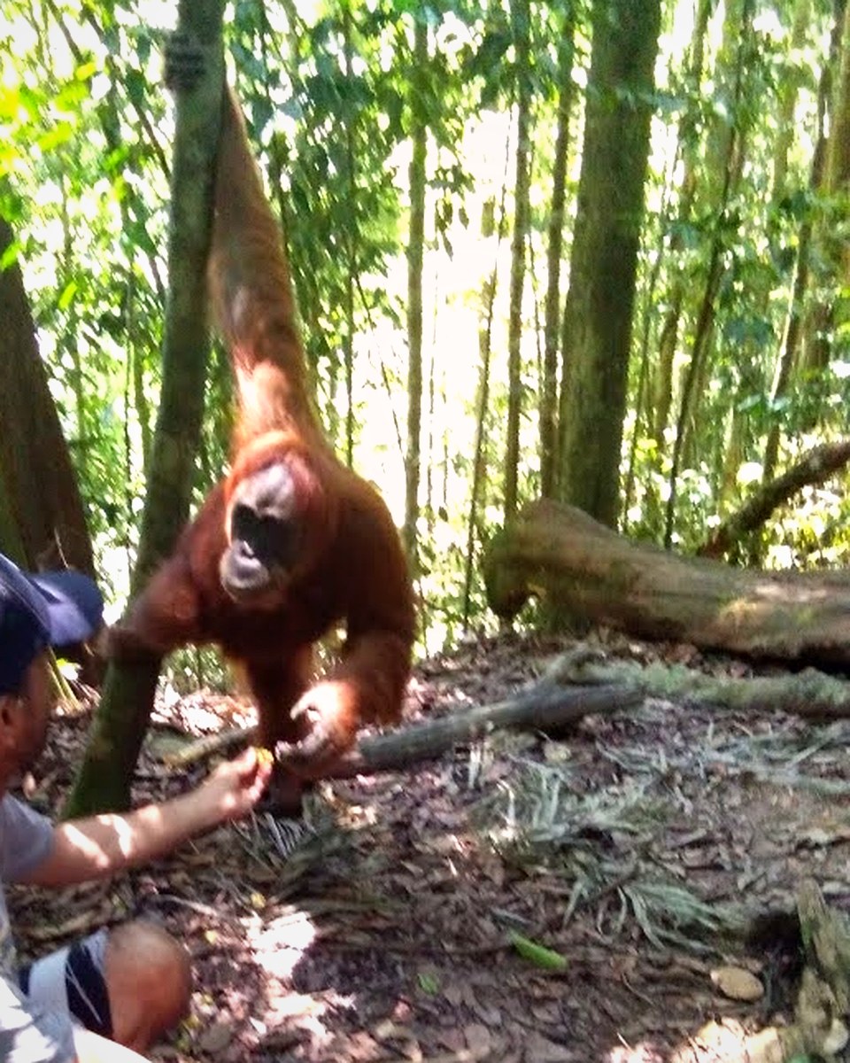Ahmad and BROS Wisata field documentation on a Bukit Lawang orangutan route