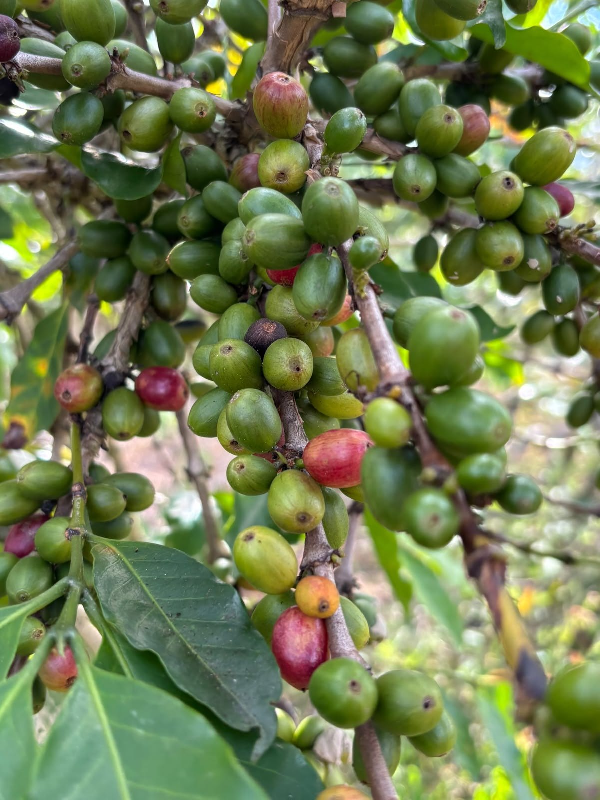 Coffee cherries on the branch. From green to red: a closer look at coffee before it reaches the cup.