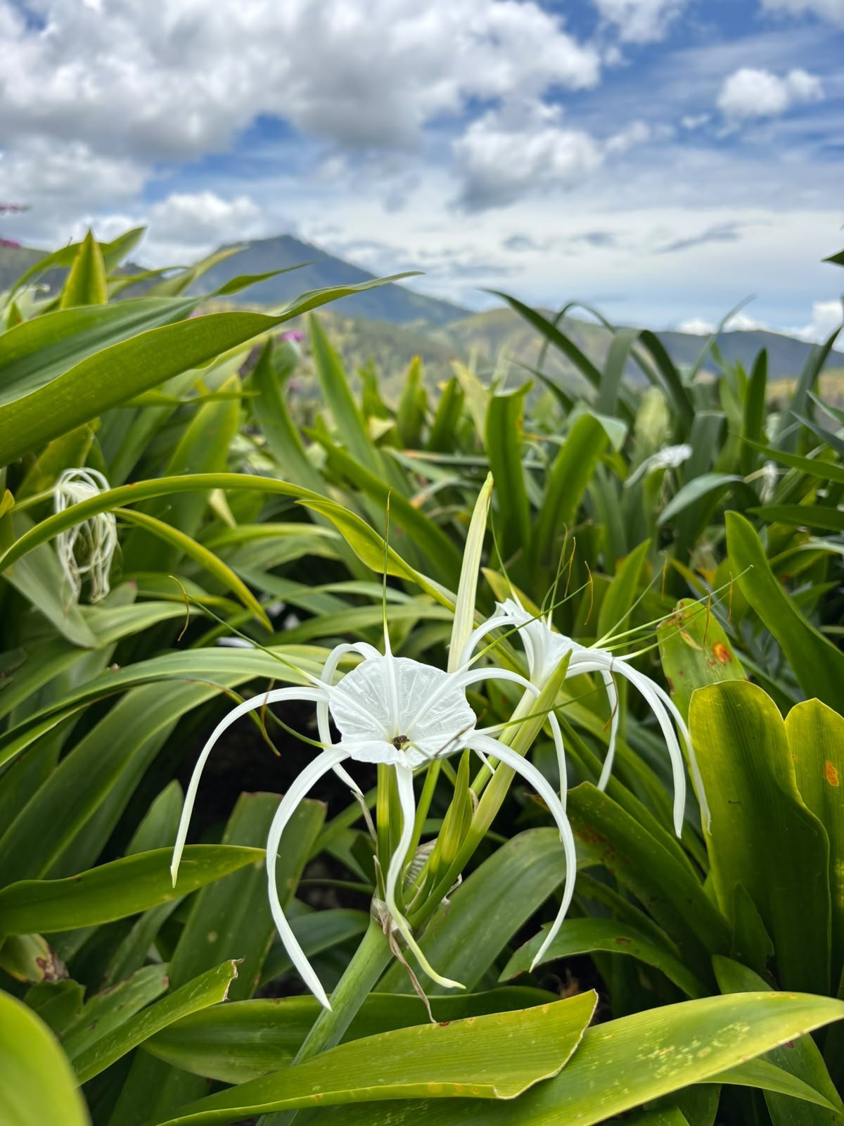 Small details in the highlands. A white flower among green leaves, with mountains in the background.