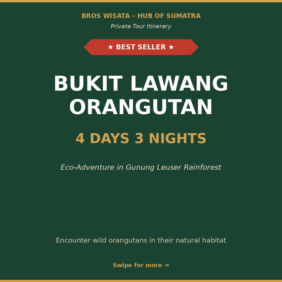 BUKIT LAWANG ORANGUTAN